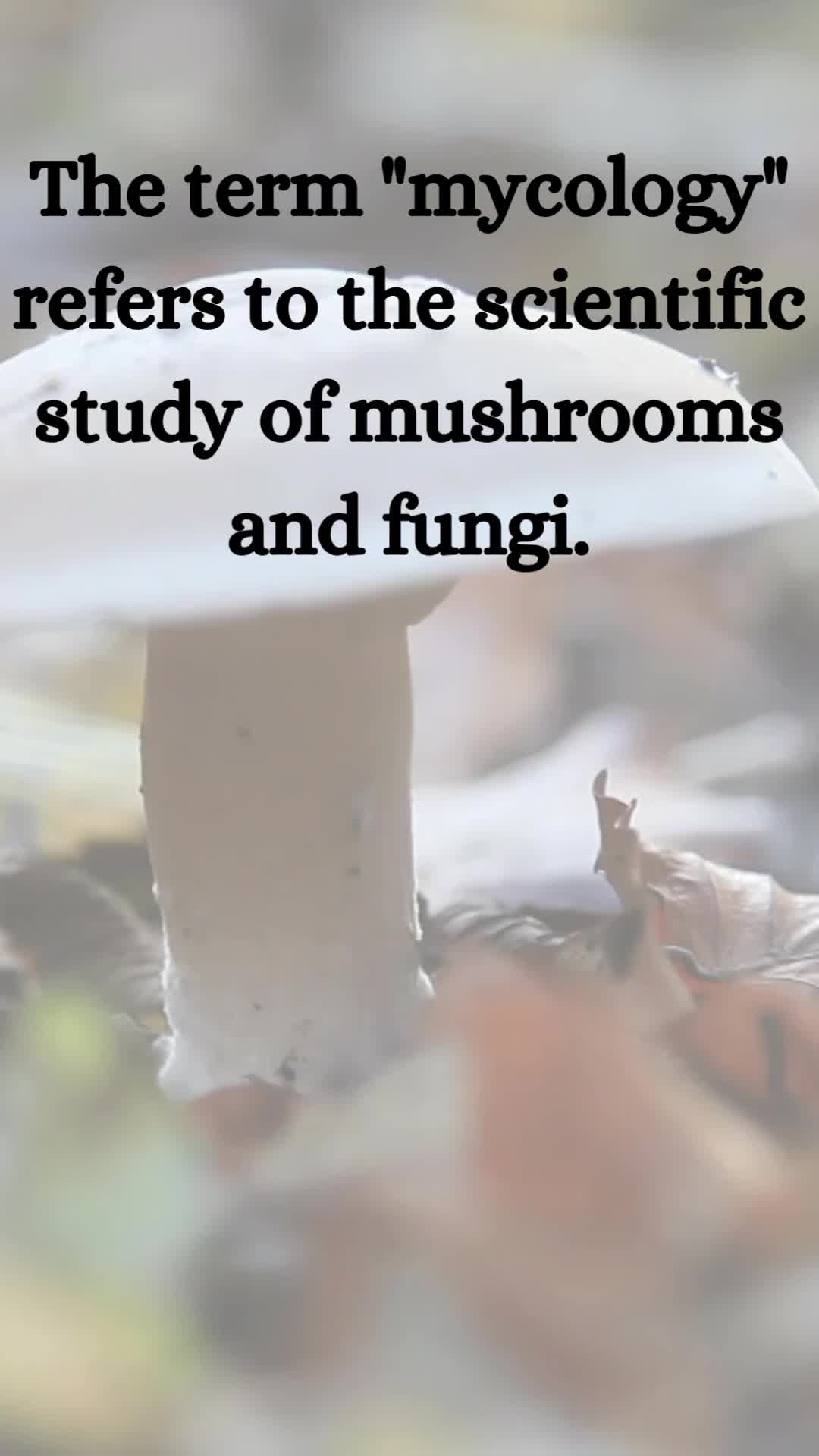 @TheFungiFeed