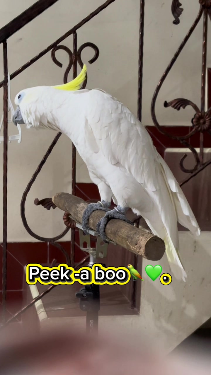 @bio_bege