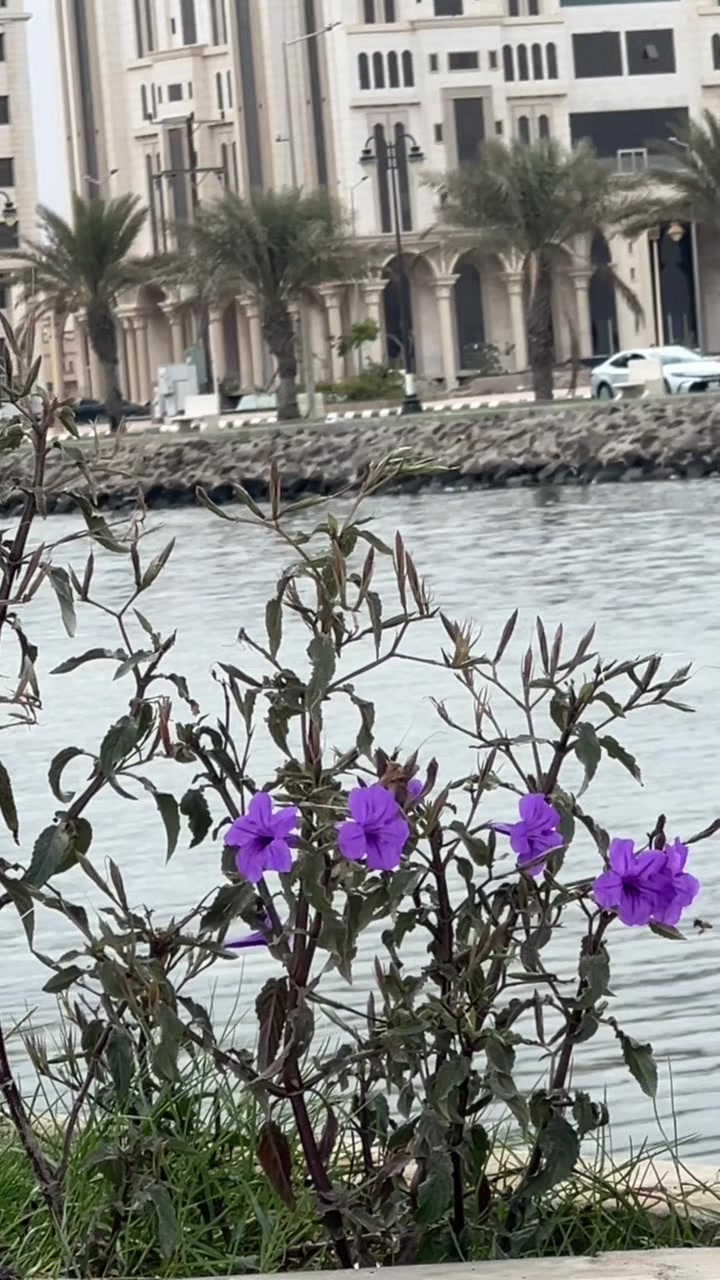 @مُصورة جوال | نَ 📸