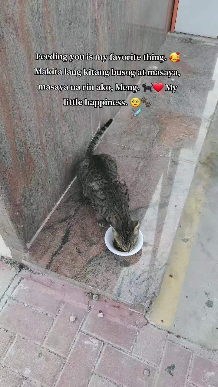 @🐾Feeding Stray Cats Daily🐈⬛