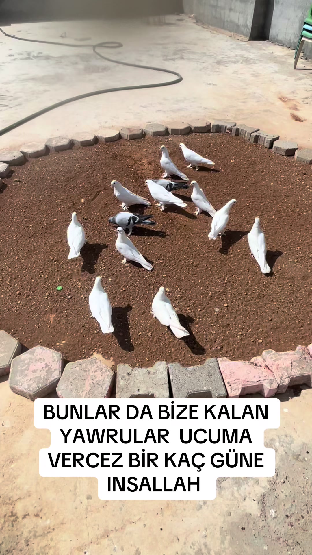 @47 argeş