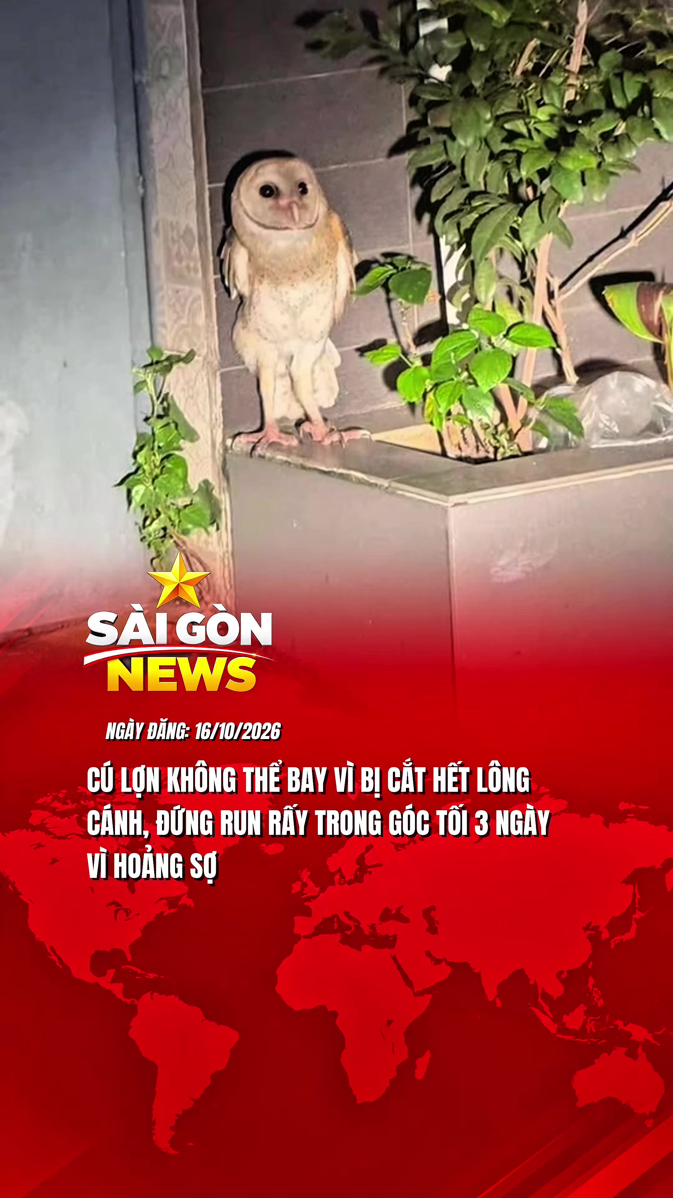 @Sài Gòn News