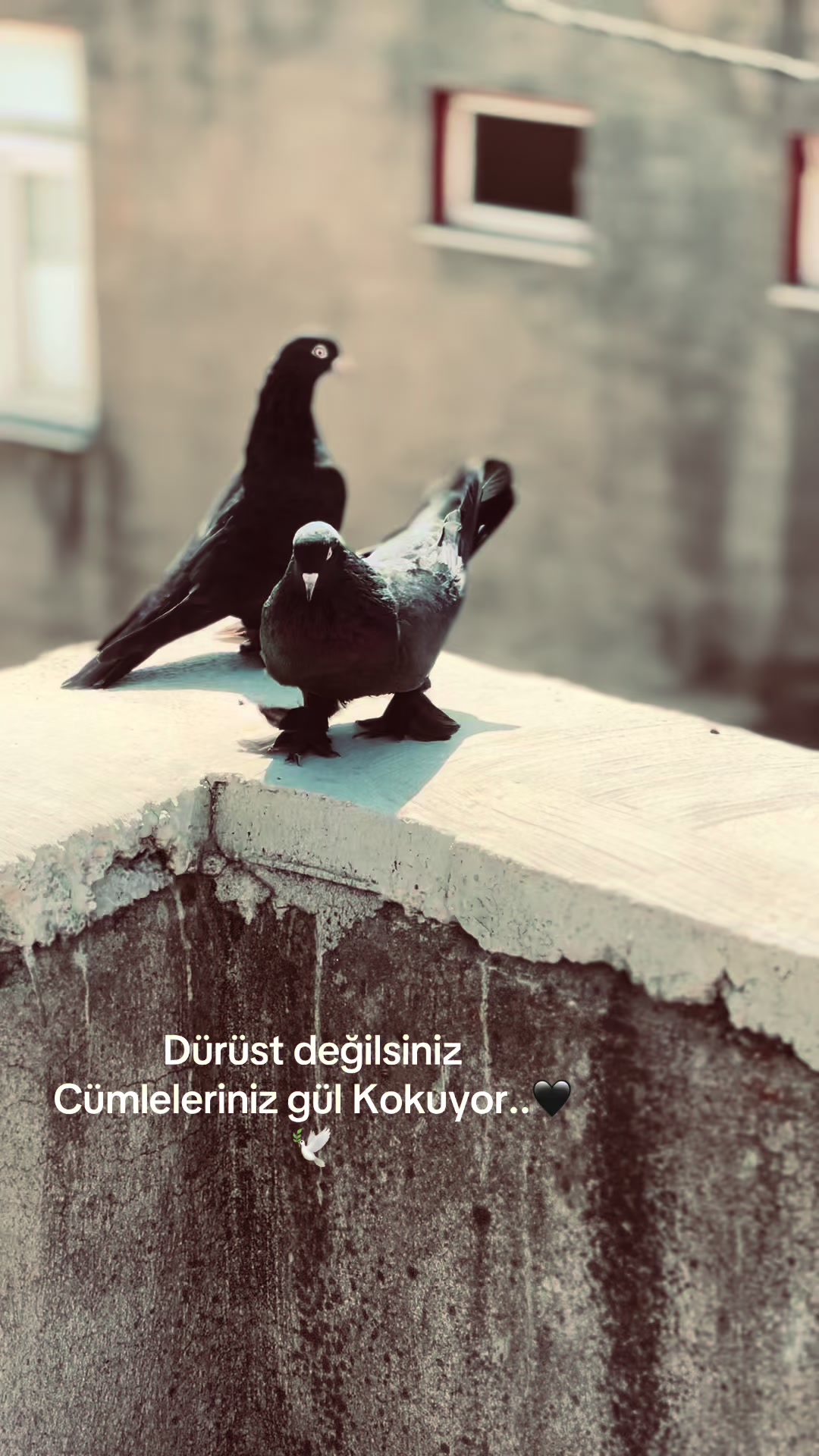 @к уıℓм&alpha;z21