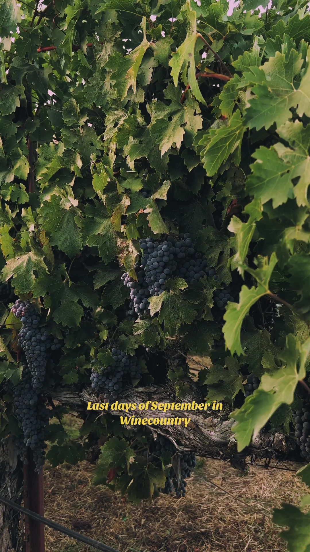 @WineCountryDrone