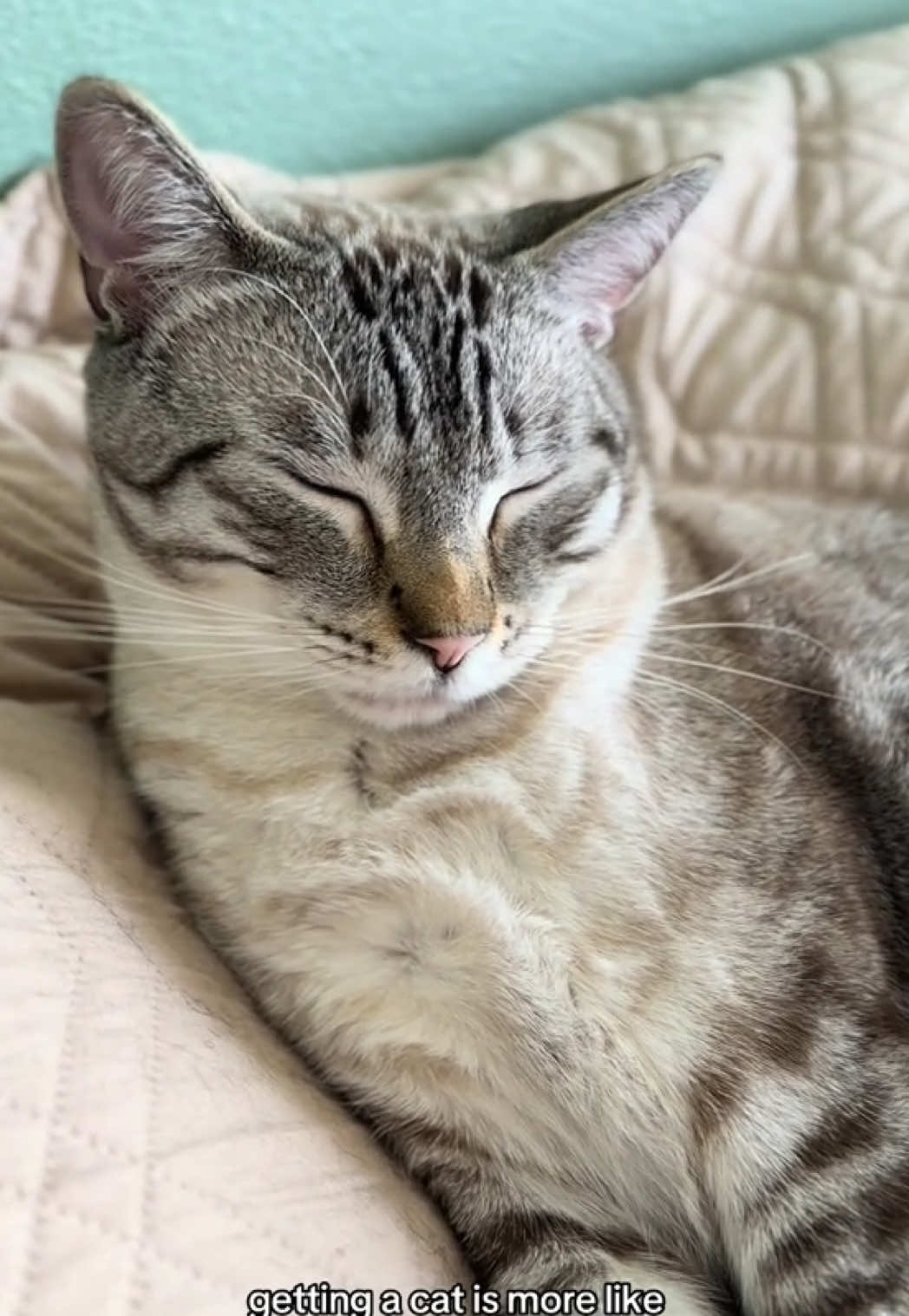 @furtastic4cats