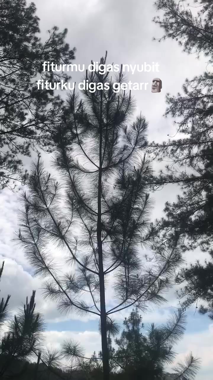 @refannn