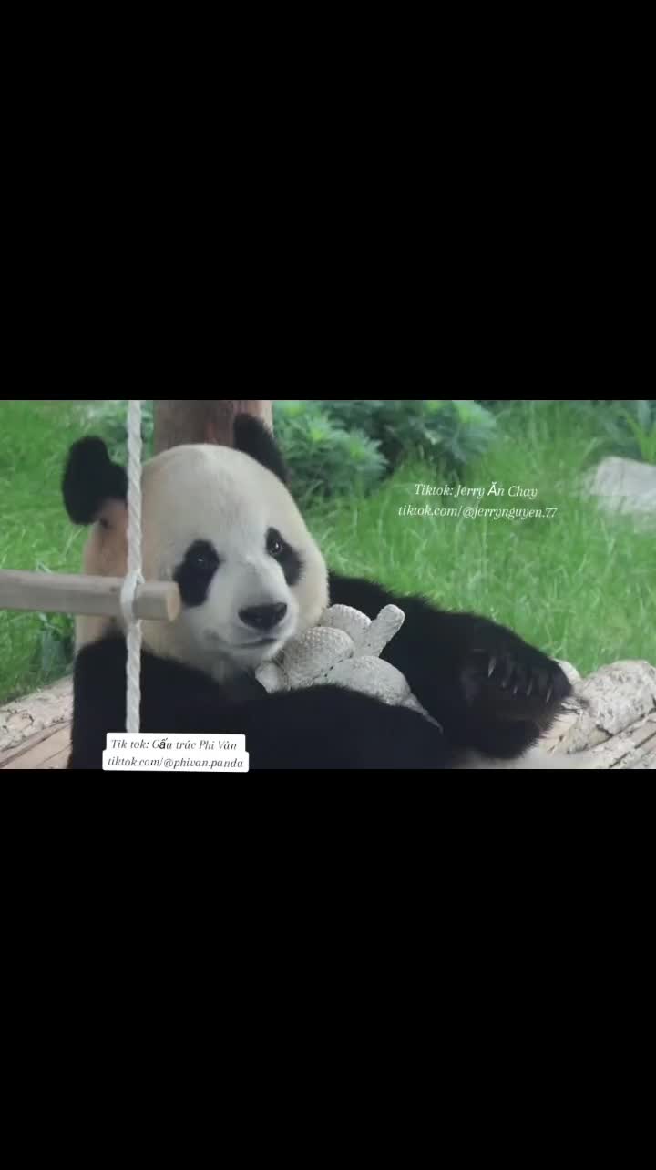 @Gấu tr&uacute;c Phi V&acirc;n