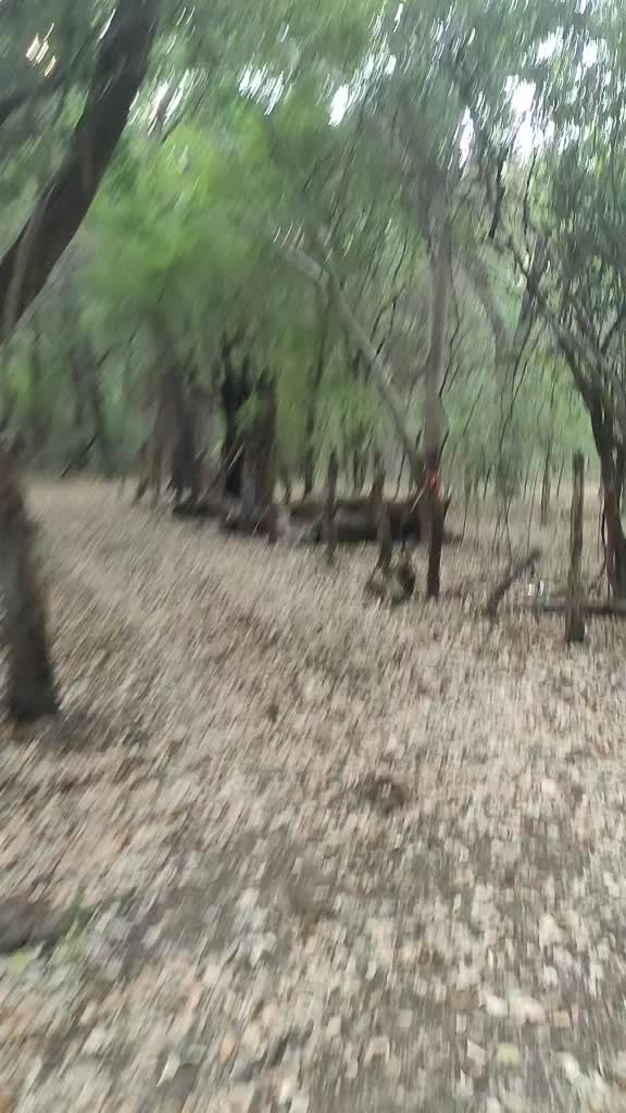 @MARIPOSA MONARCA
