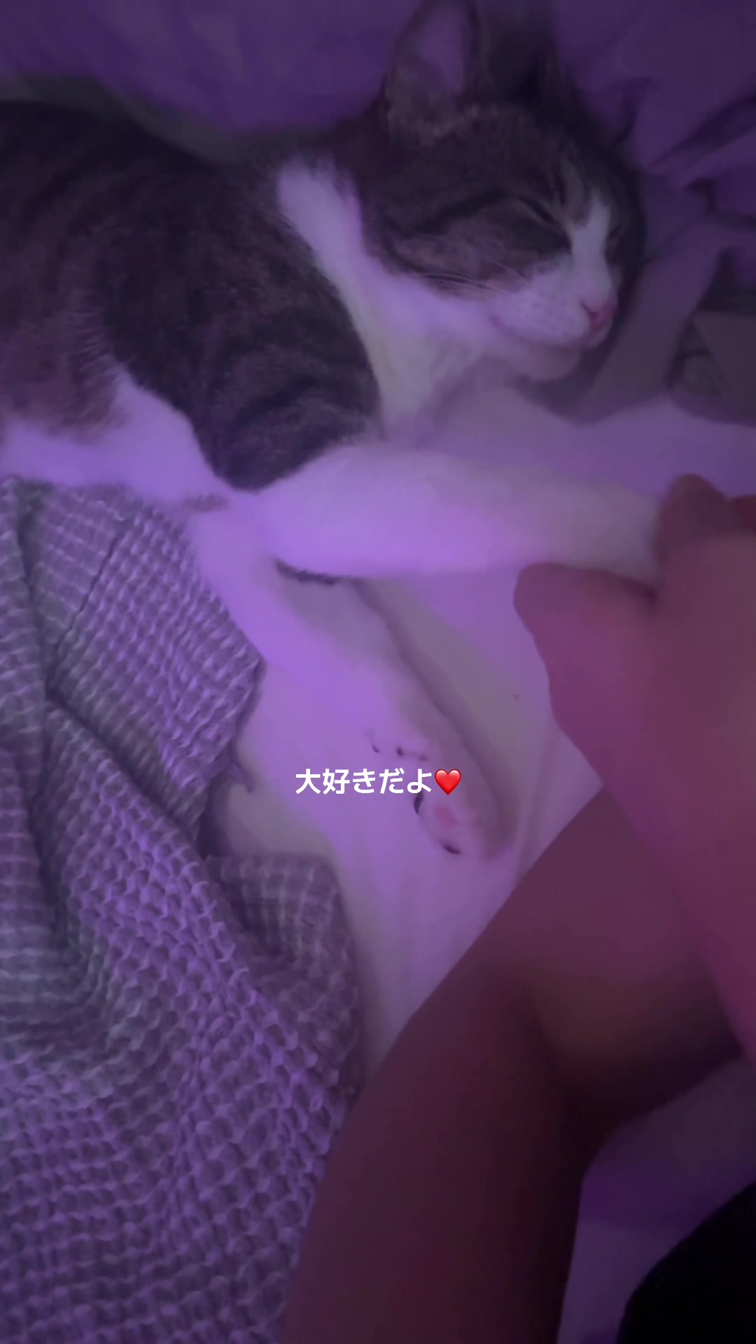 @MimitheNapcat