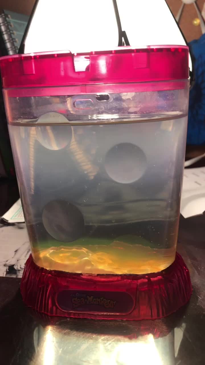 @sea monkeys