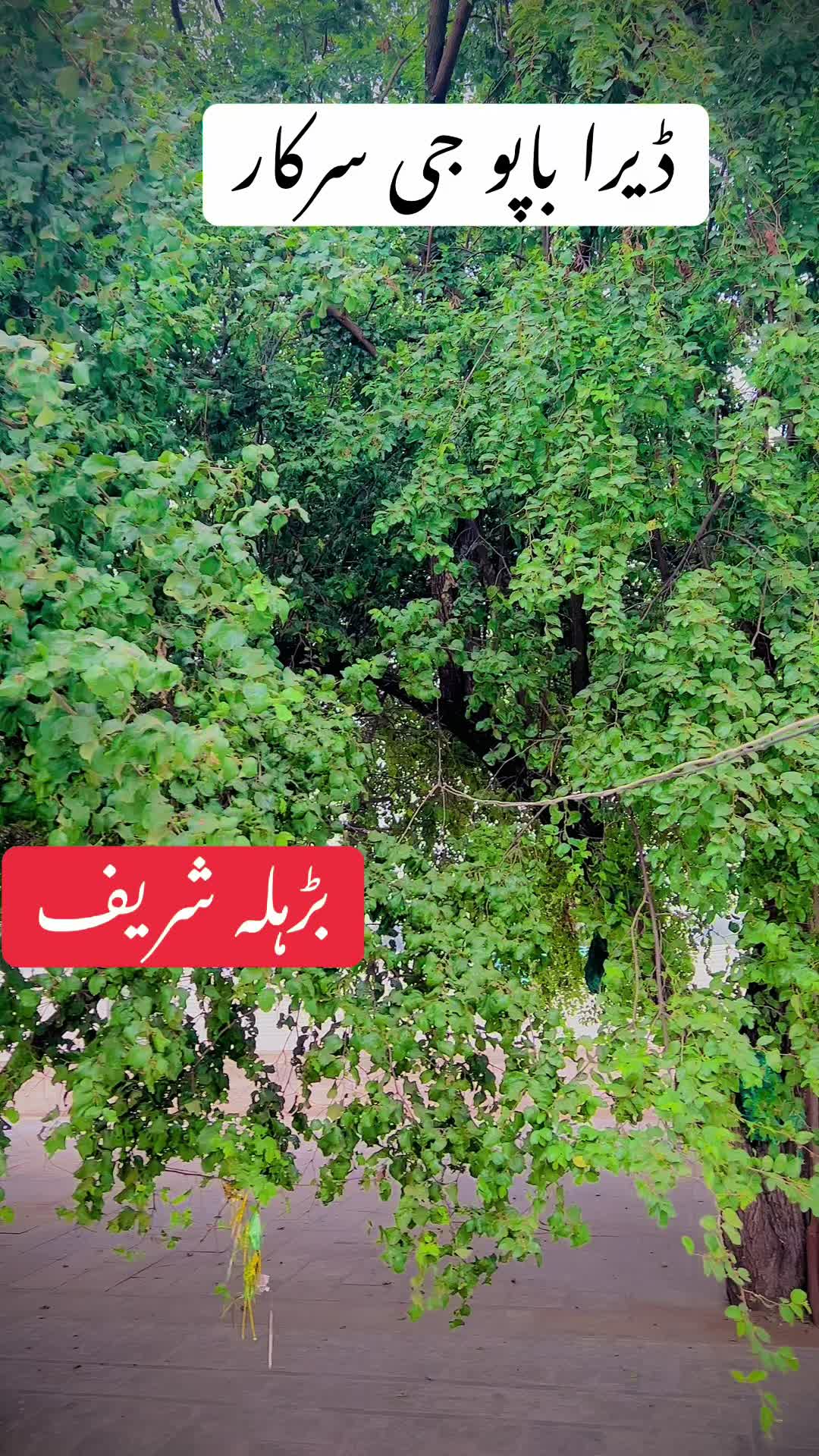 @najafraza43