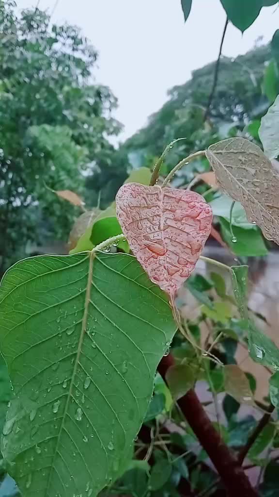@💓ഒരു പാവം ഡ്രൈവർ 💓