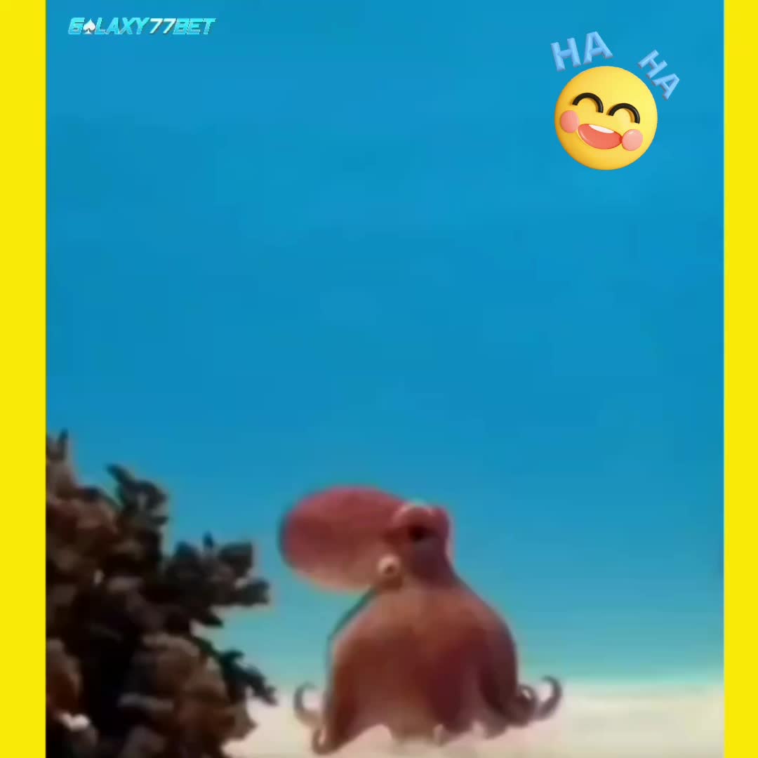 @Octaviani