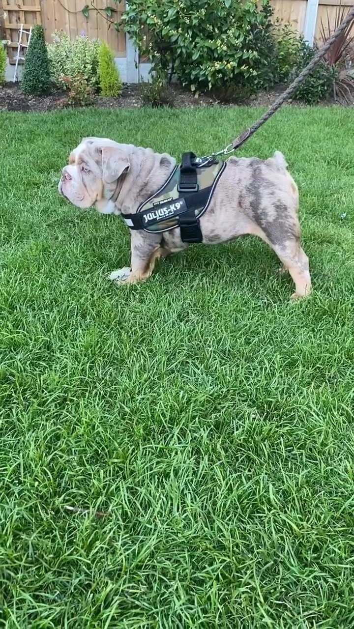 @rudzbulldogz