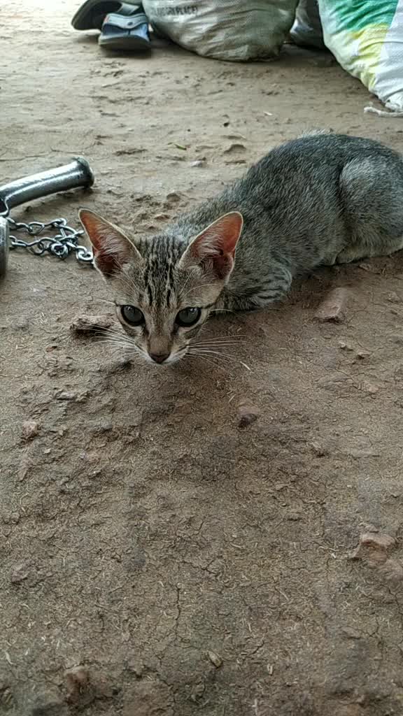 @sivaraju