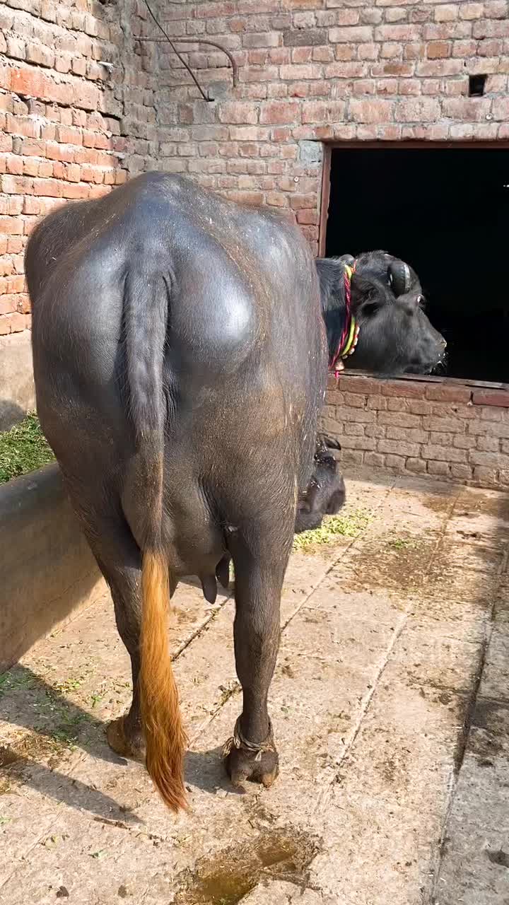 @Abid Dairy Farm
