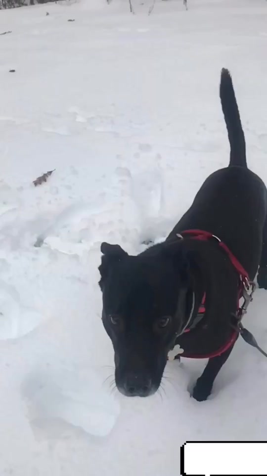 @Cöäl🐶