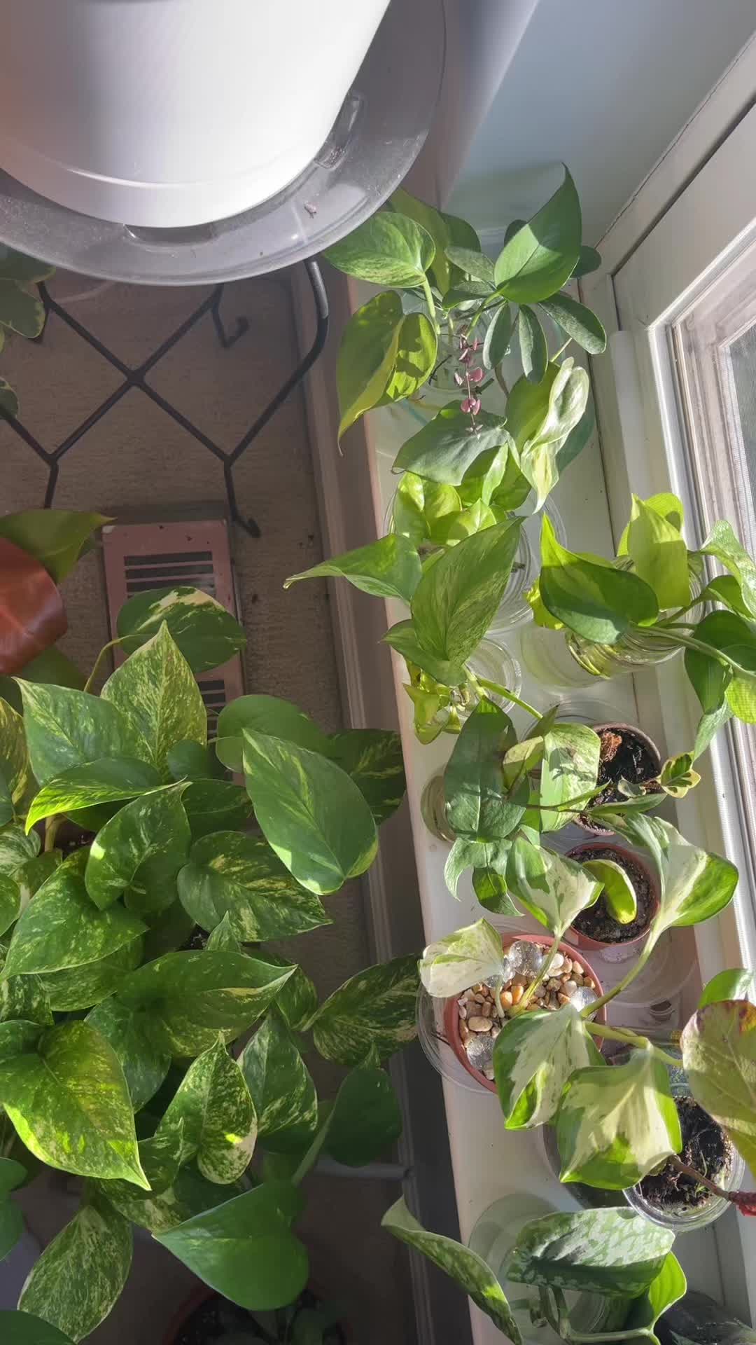 @plants 🌿