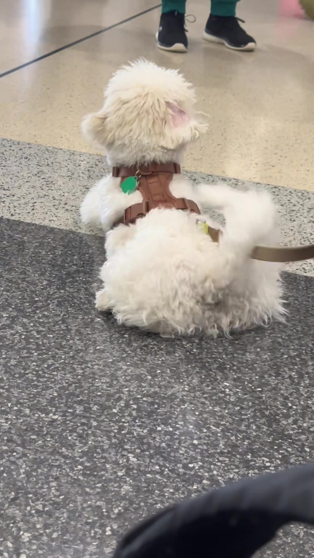 @Rui the Bichon