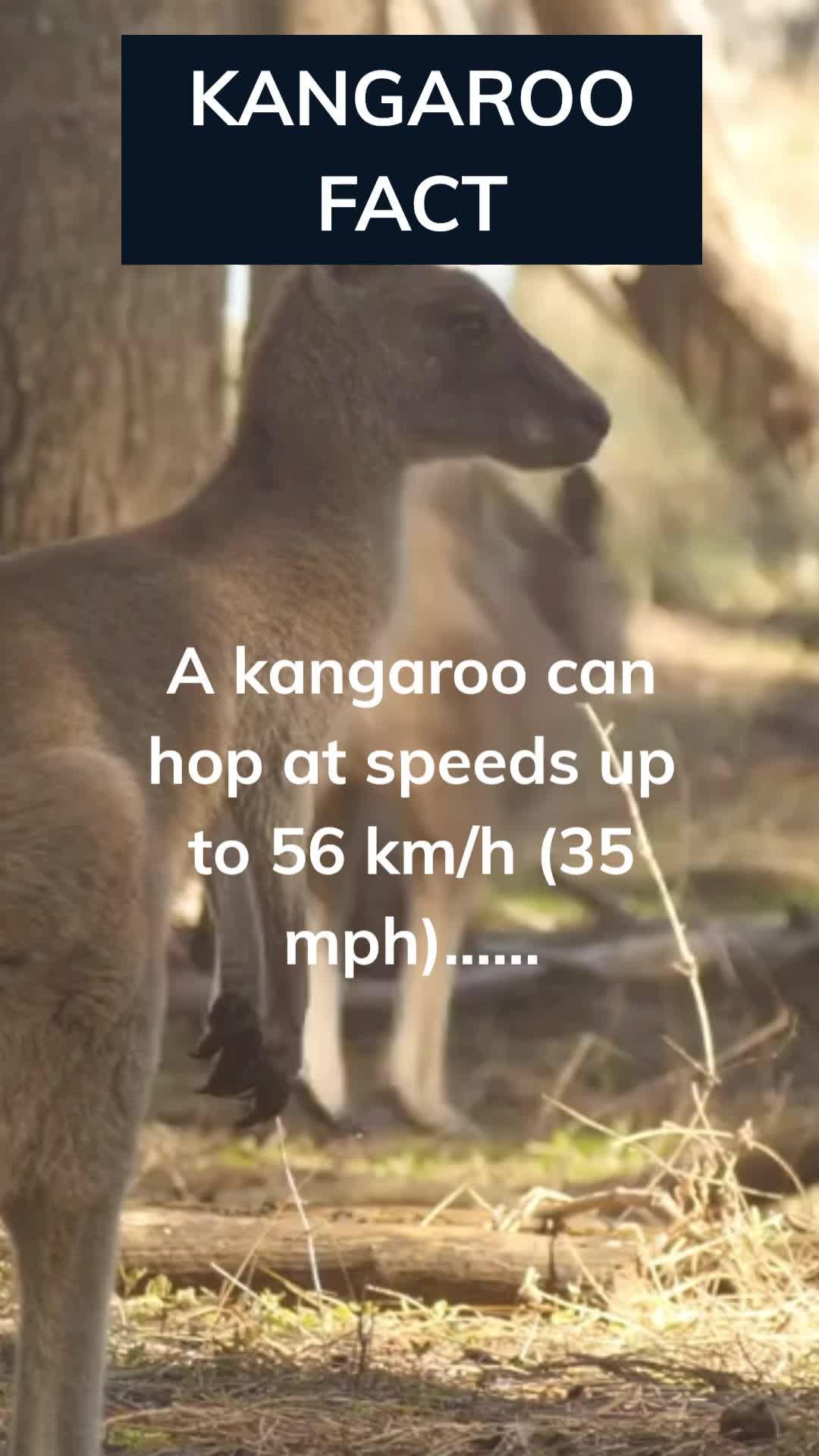 @Amusing Animal Facts