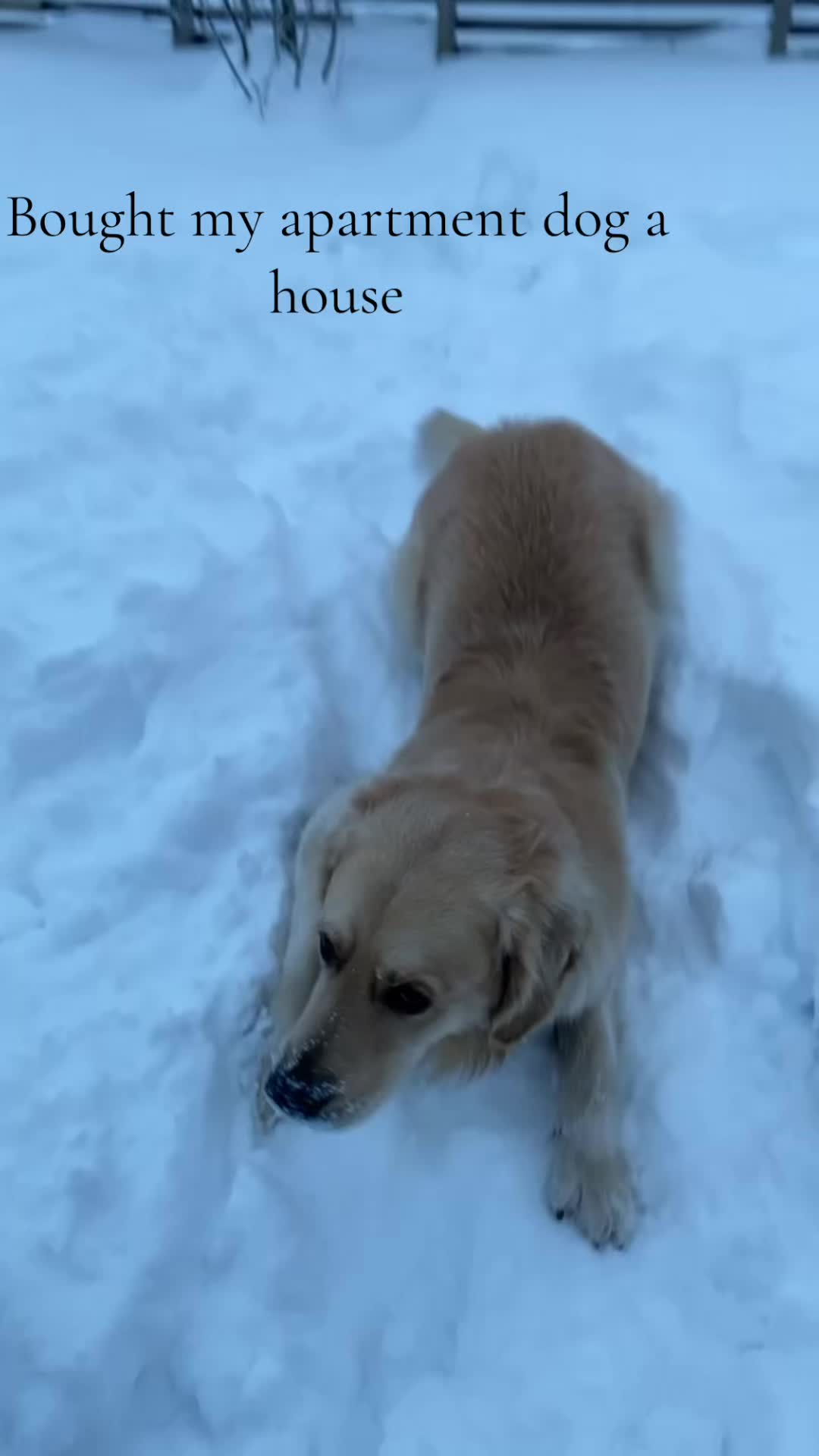 @Pepsi_thegoldenboy