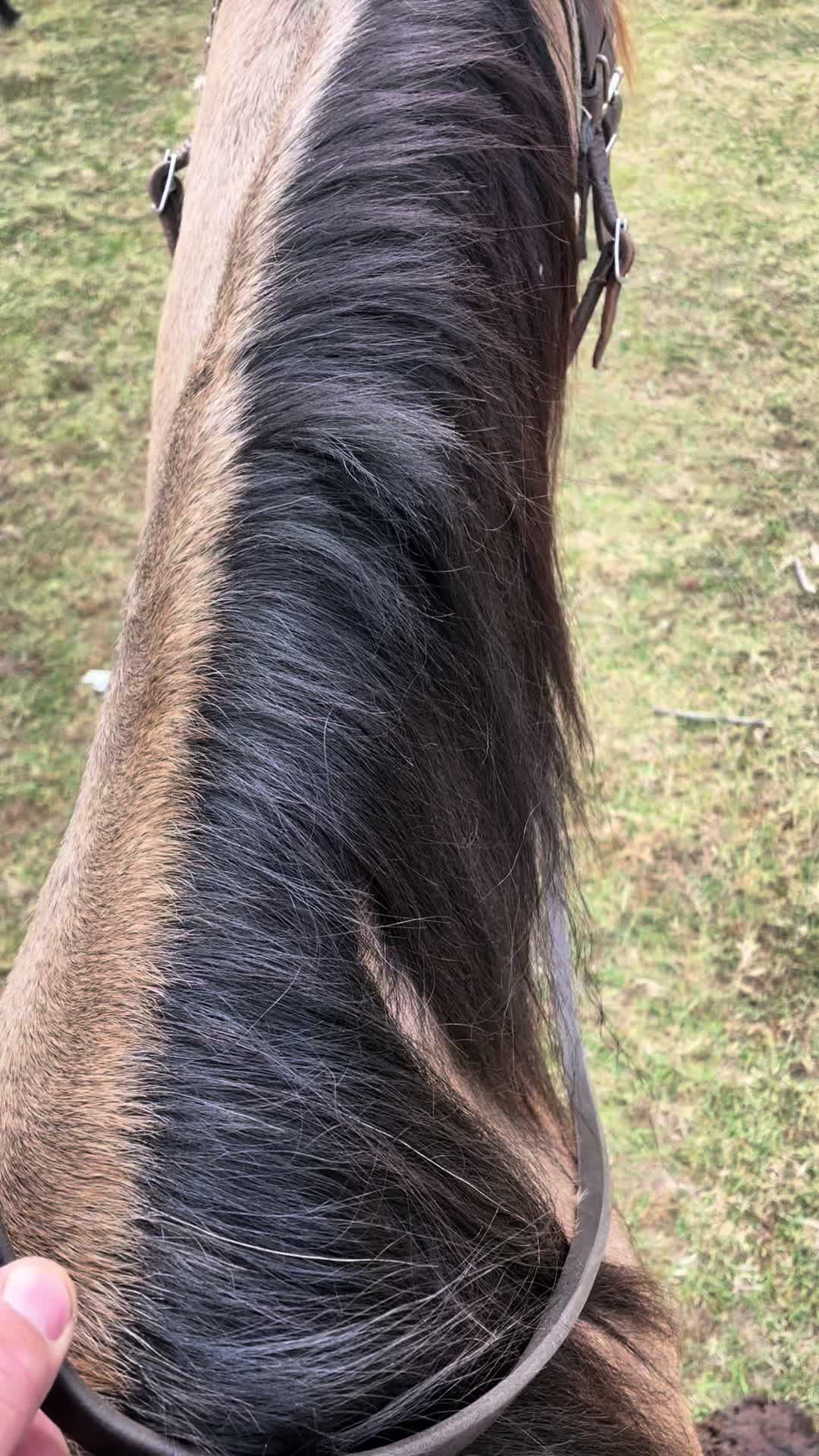 @HFFcattleman