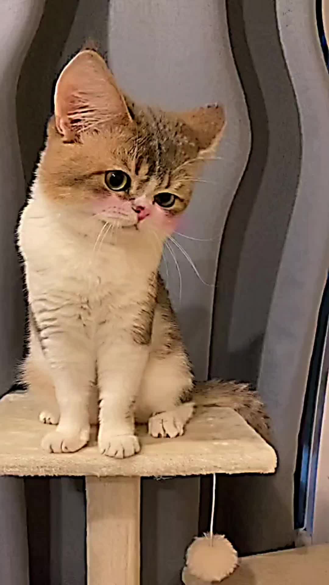 @PET CAT DOG