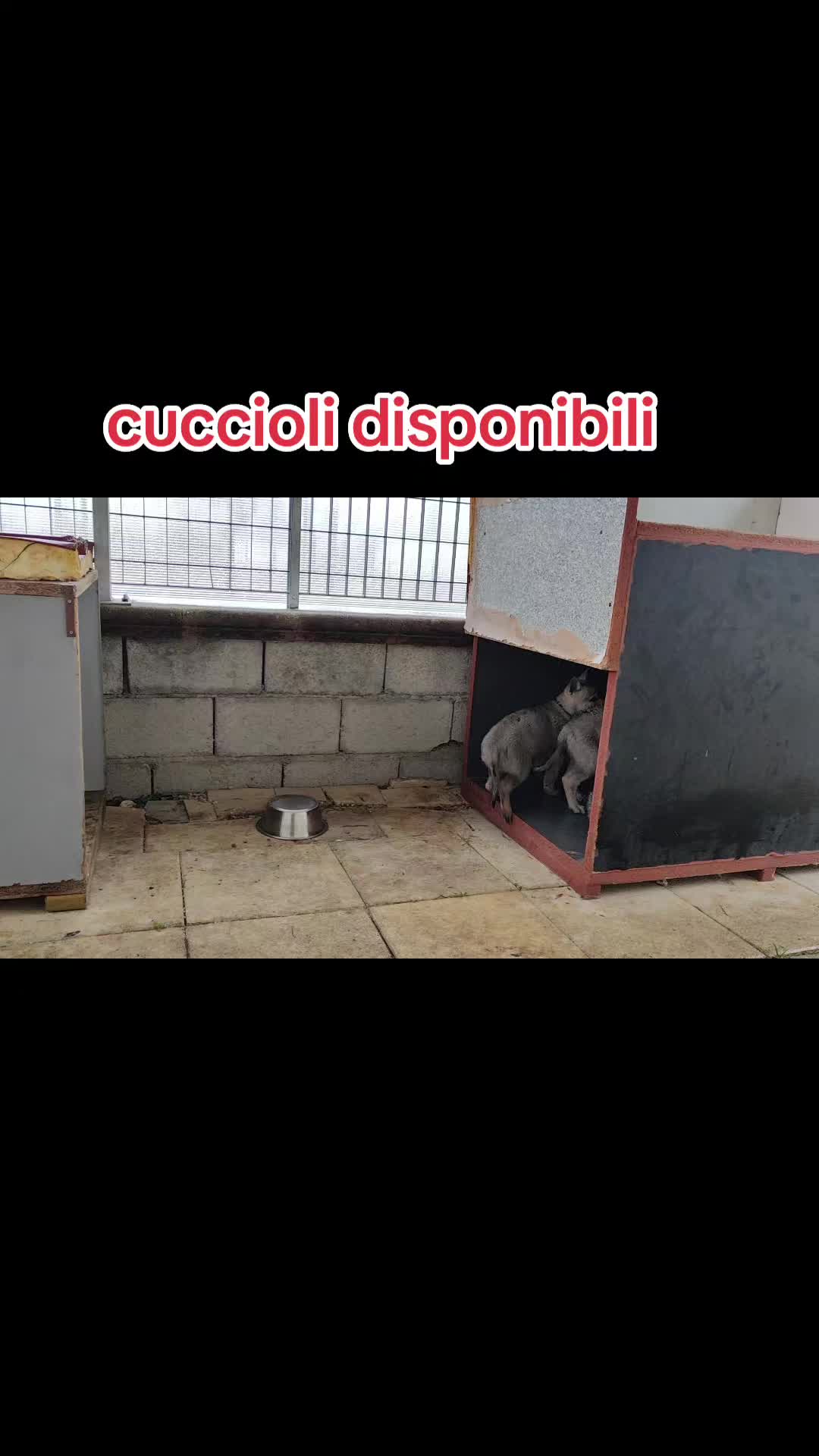 @Lupi del basileus