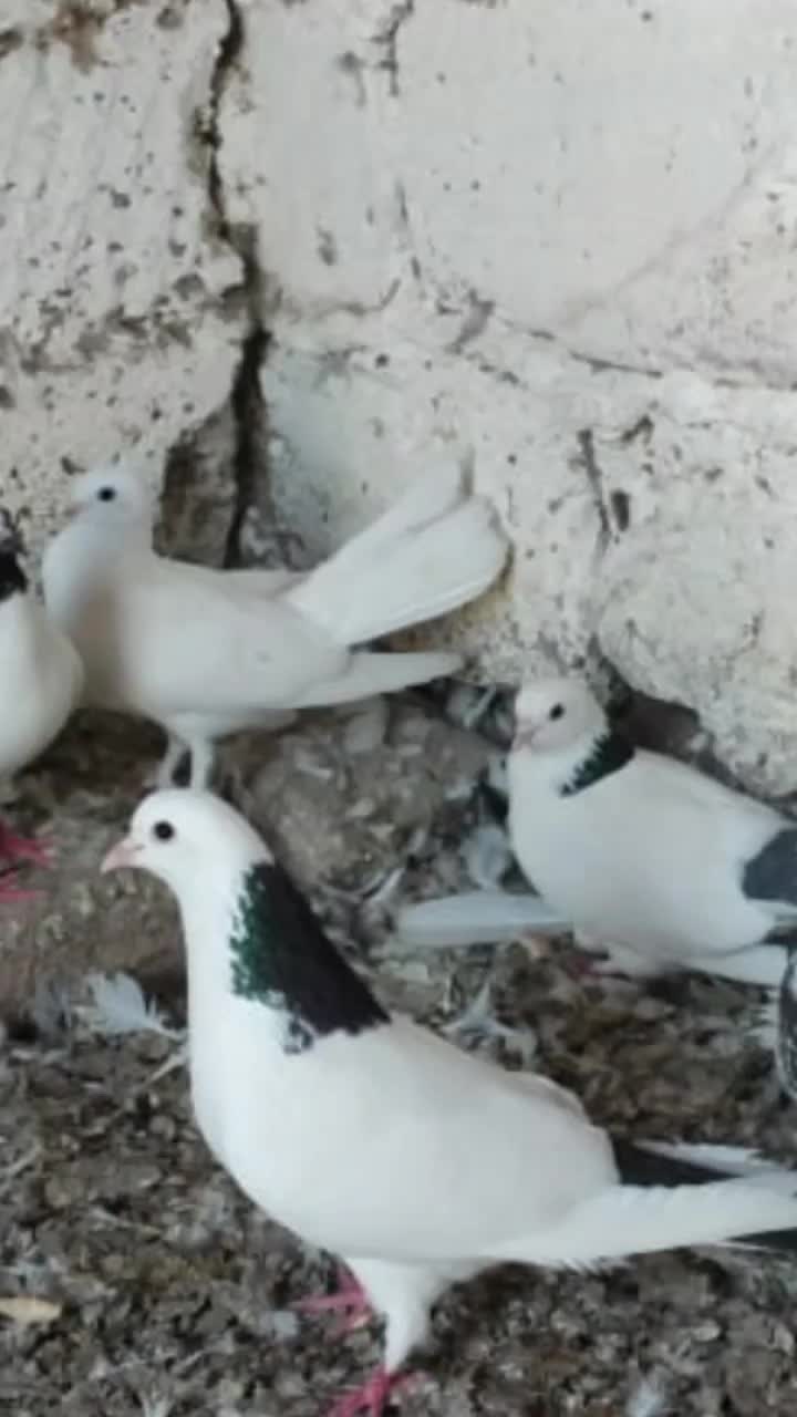@Əhədov.111