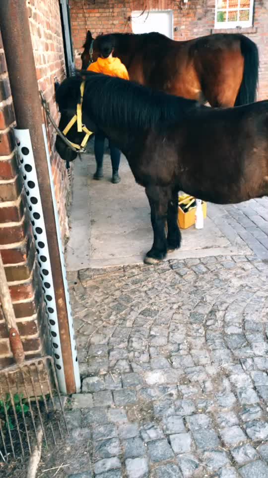 @Pony.gruppe❤️✨