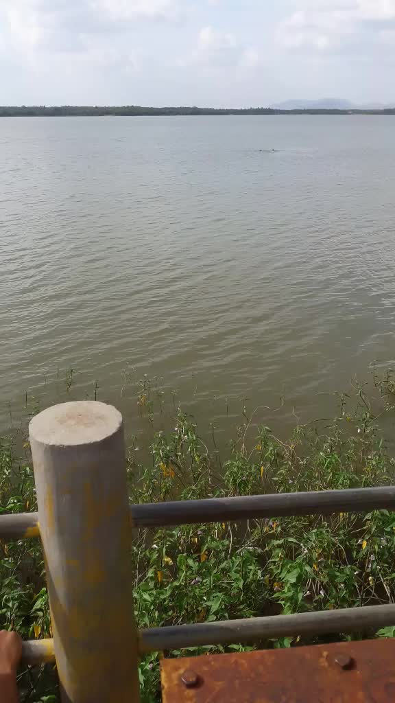 @Tareek