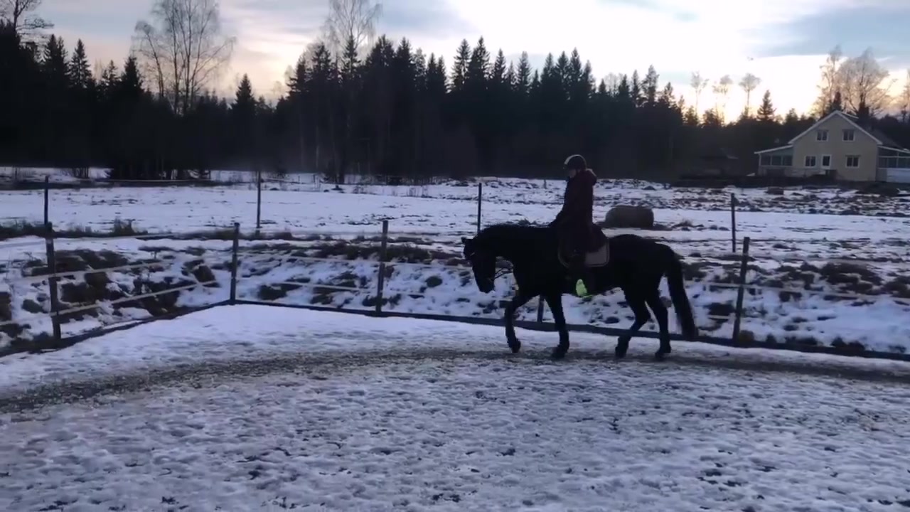 @Horses♡