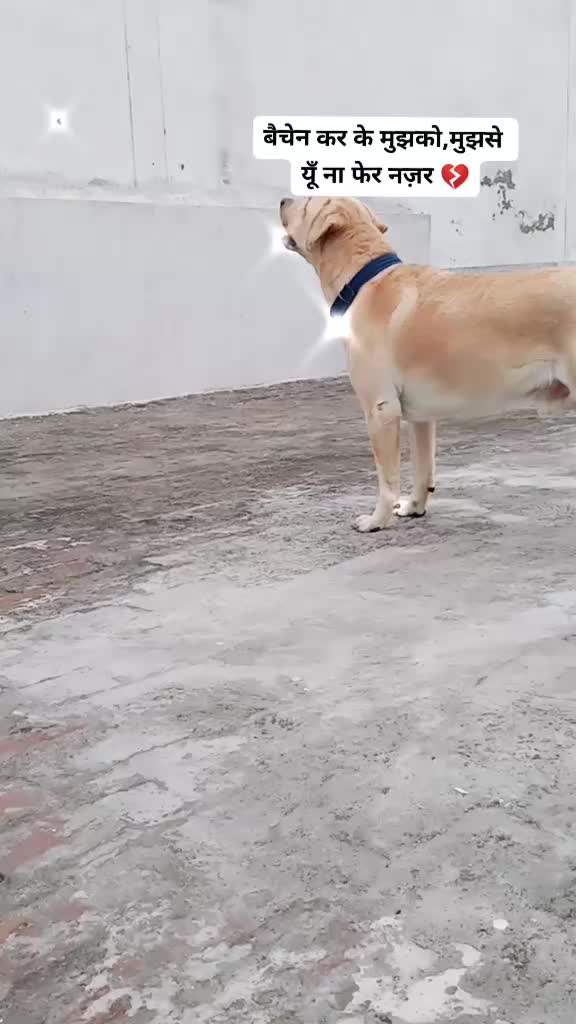 @Cute Doggo 🐶