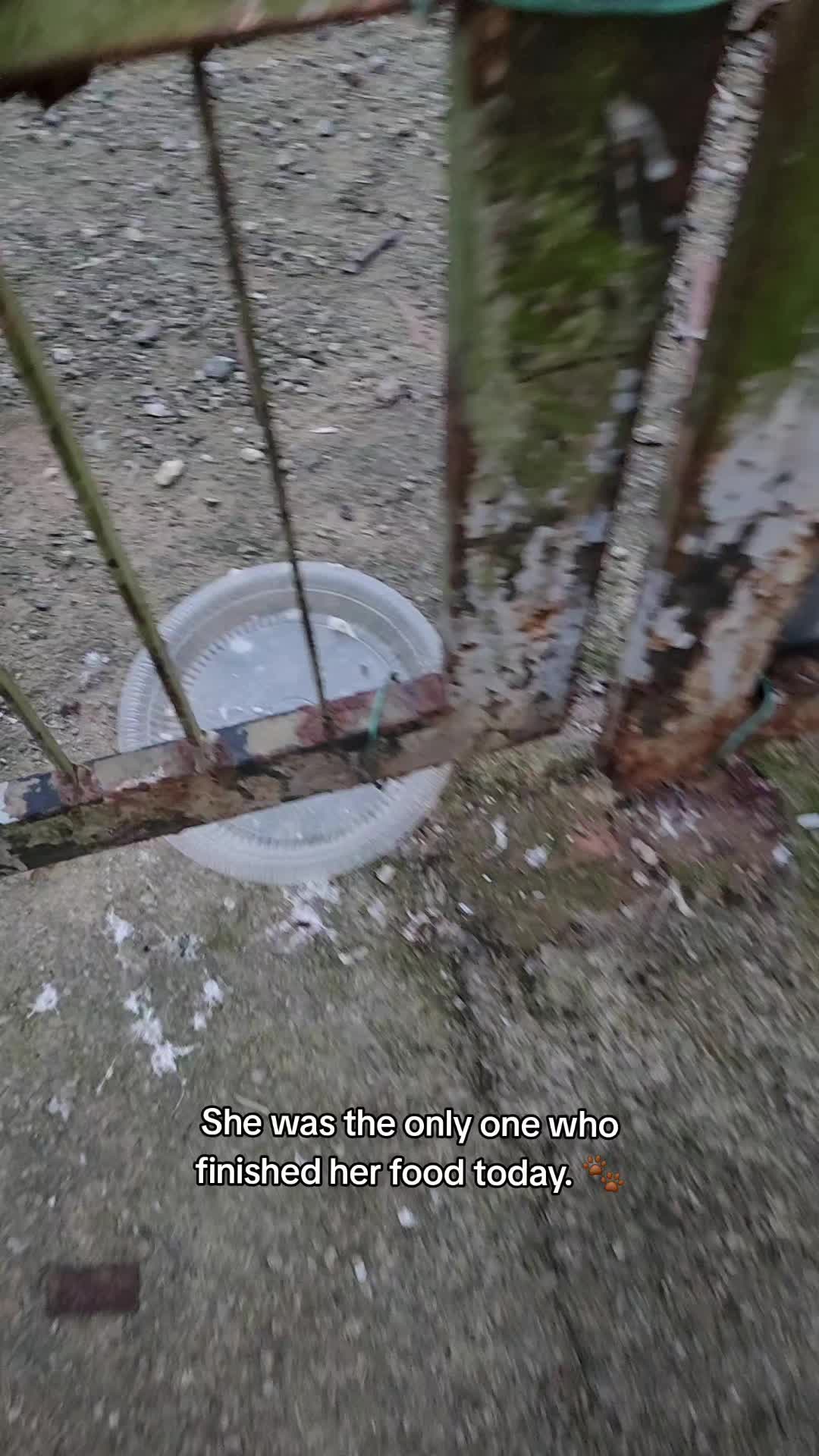 @Zoetic Creations