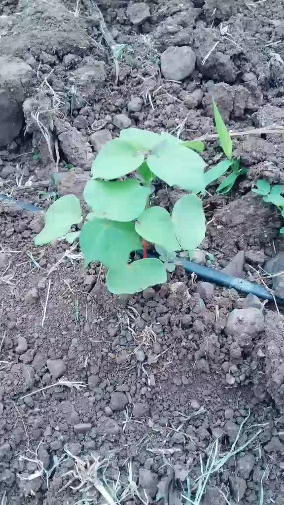 @Rahul koli 123456789