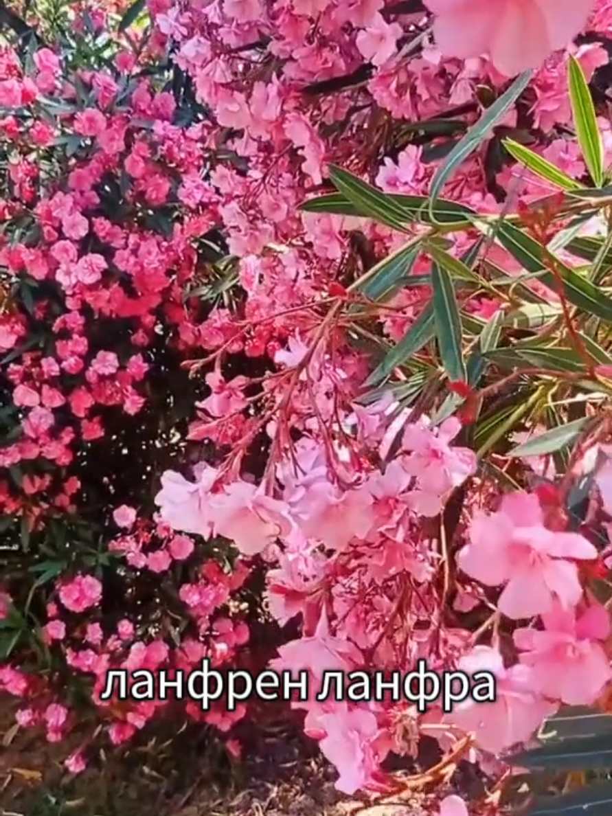 @Марина 🌹🍃