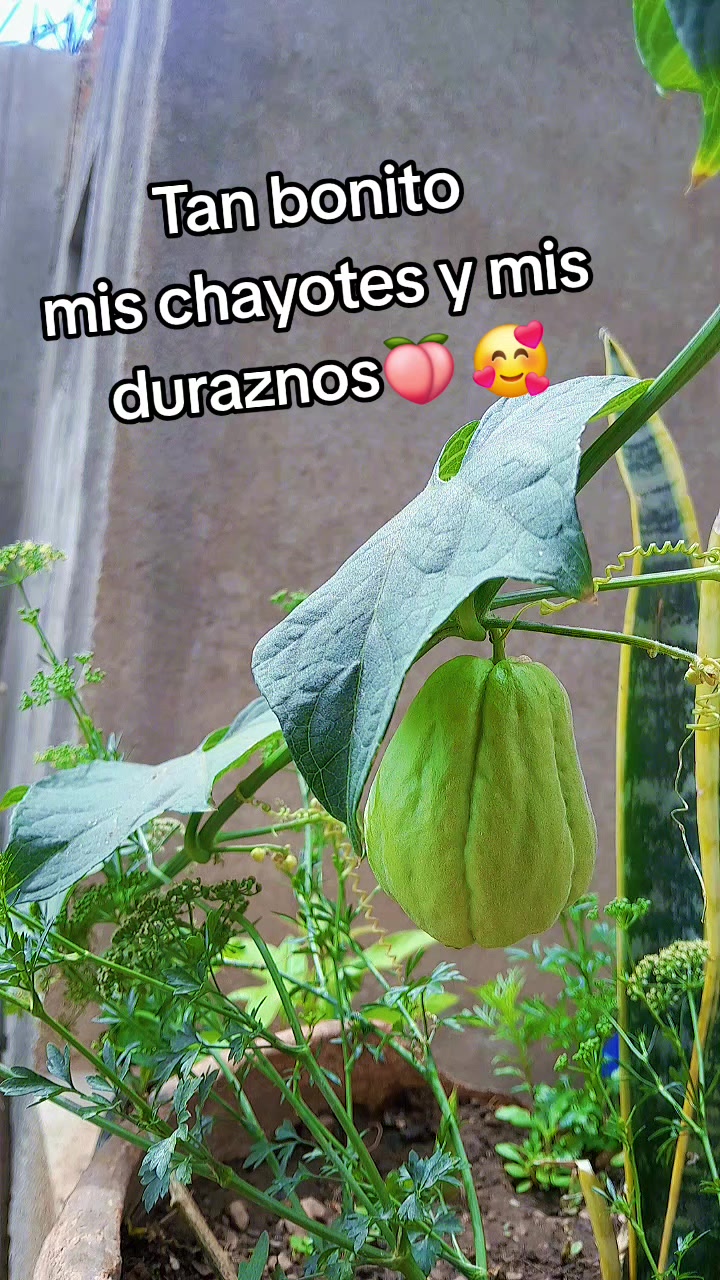 @cecilia
