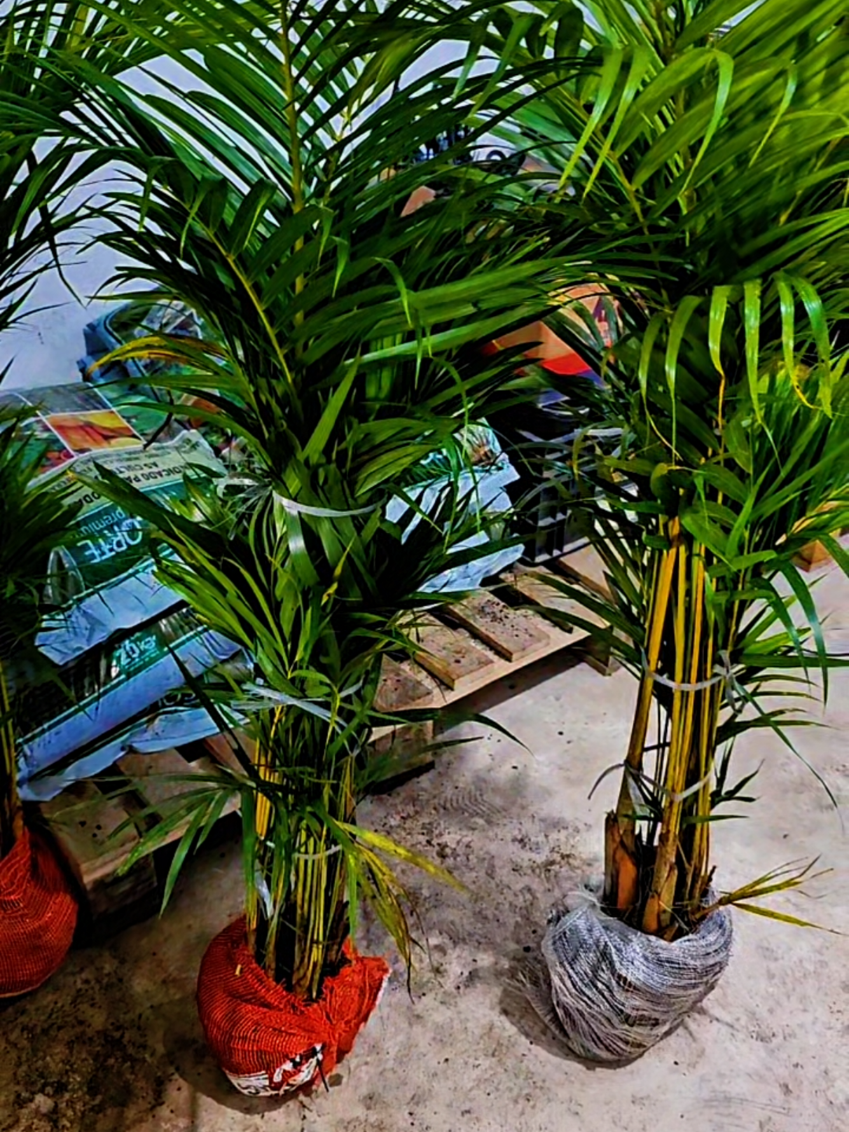 @Green House bonsai