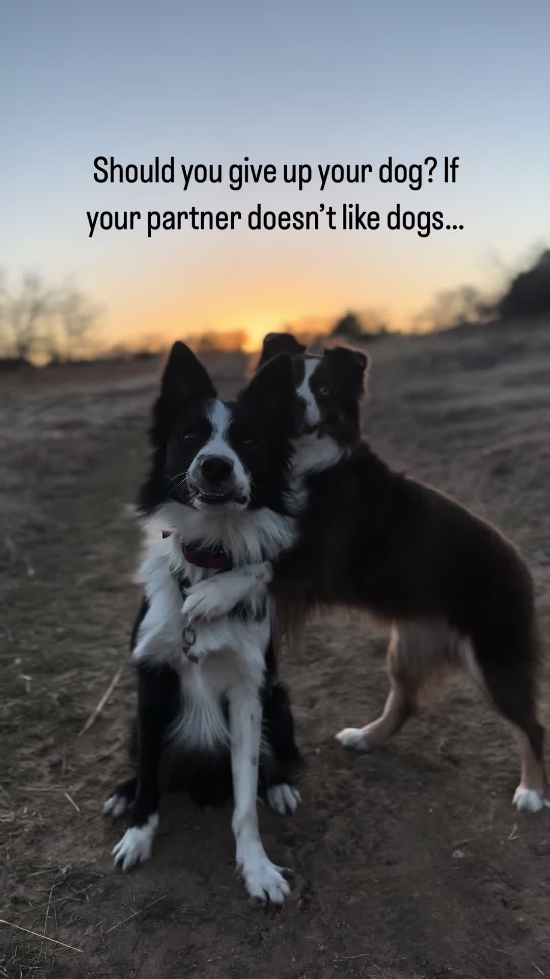@captivatingk9s