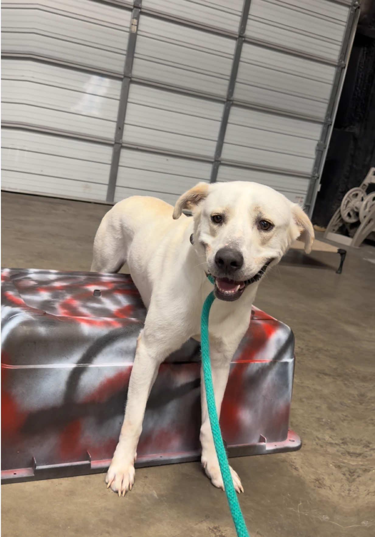@Sentinel K9 | Dog Training