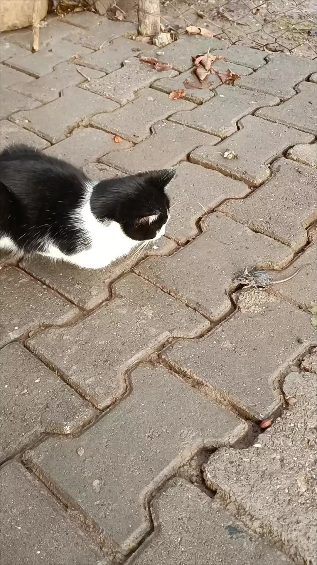 @Zaza Kızı