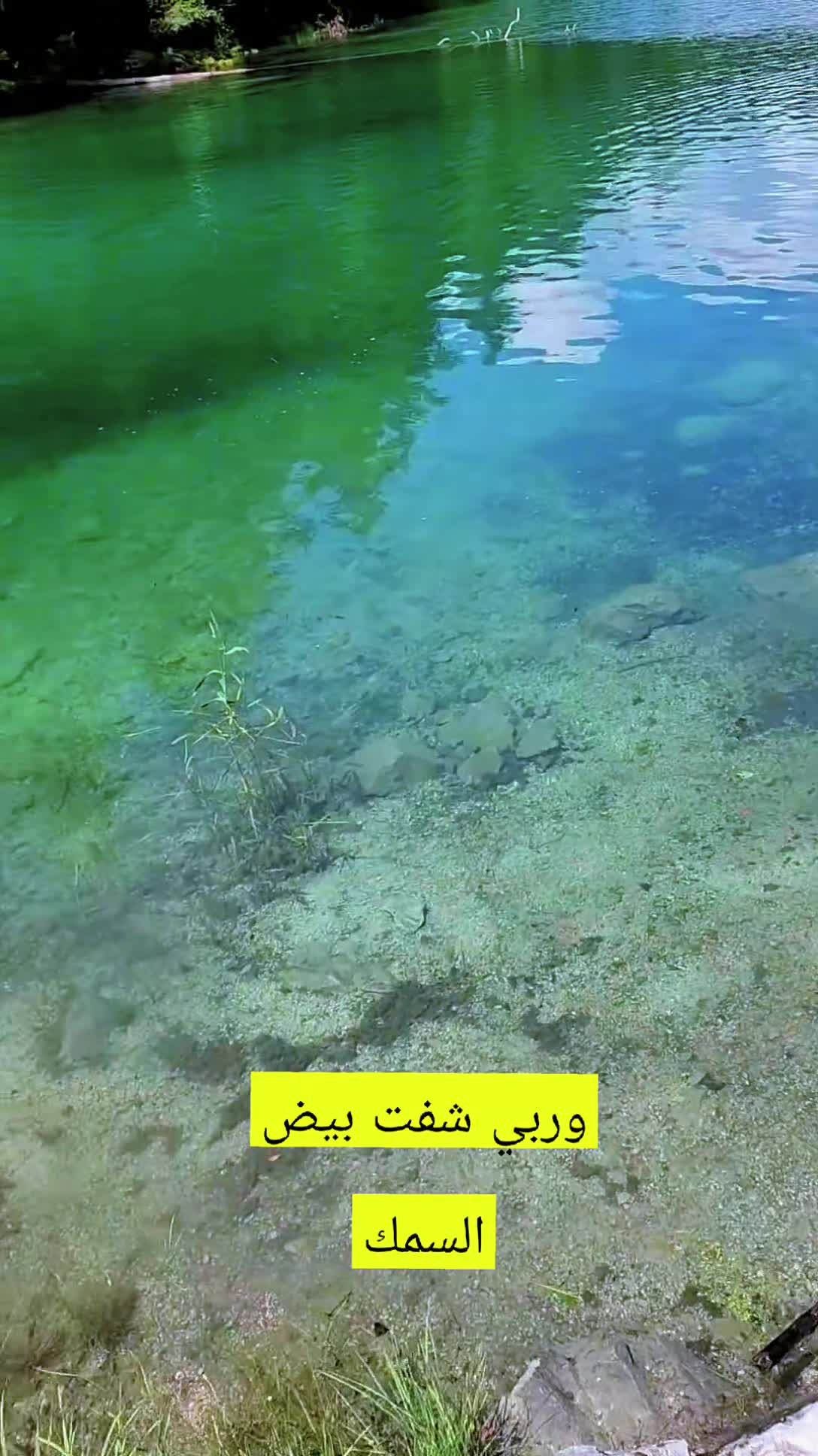 @Akil Alhalmi عقيل الحالمي
