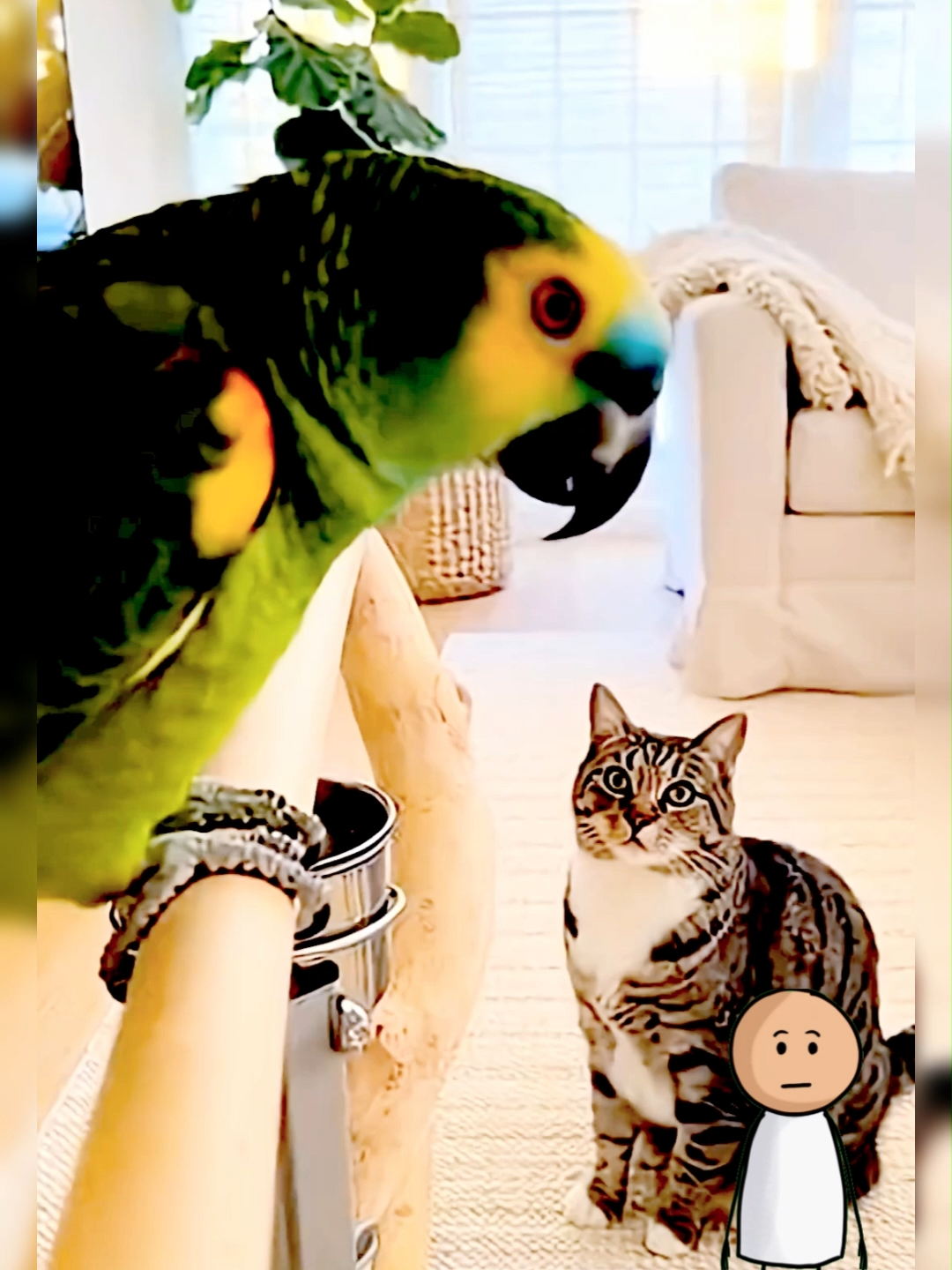 @Funny Animal Voiceover