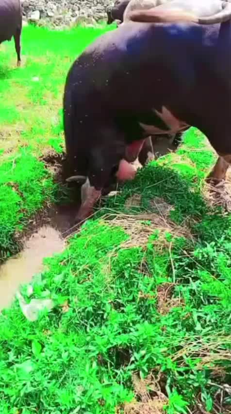 @ASAD Sarkar123