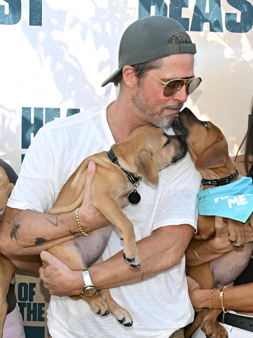 @Brad Pitt fp