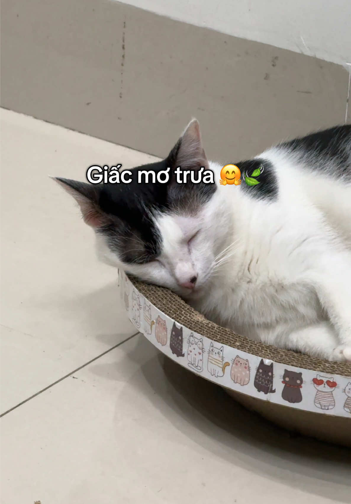 @mèo tên là Mèo