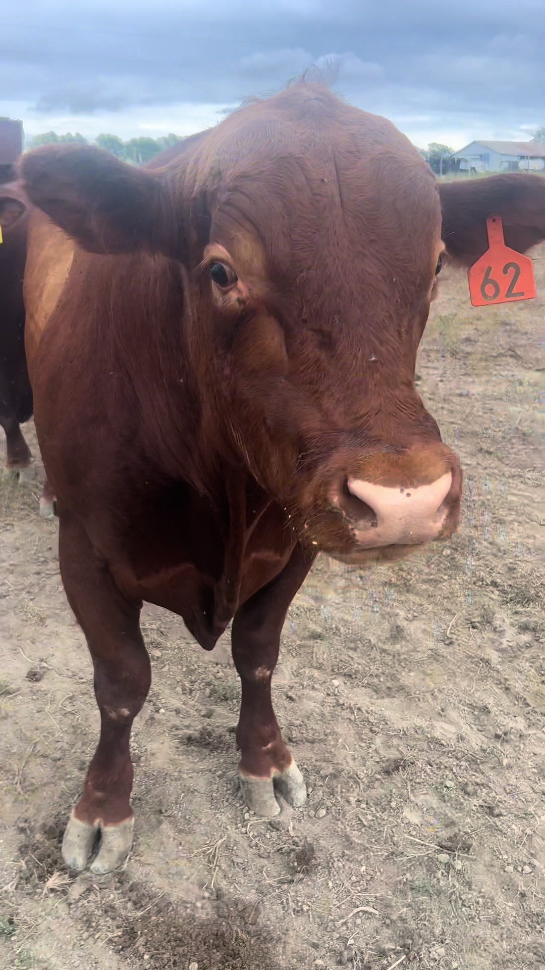 @M5 Red Angus