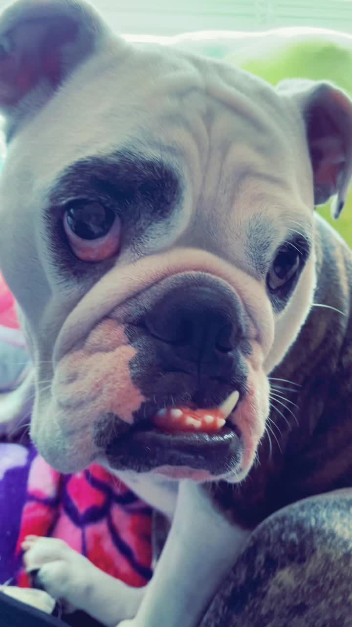 @nalathebulldog20