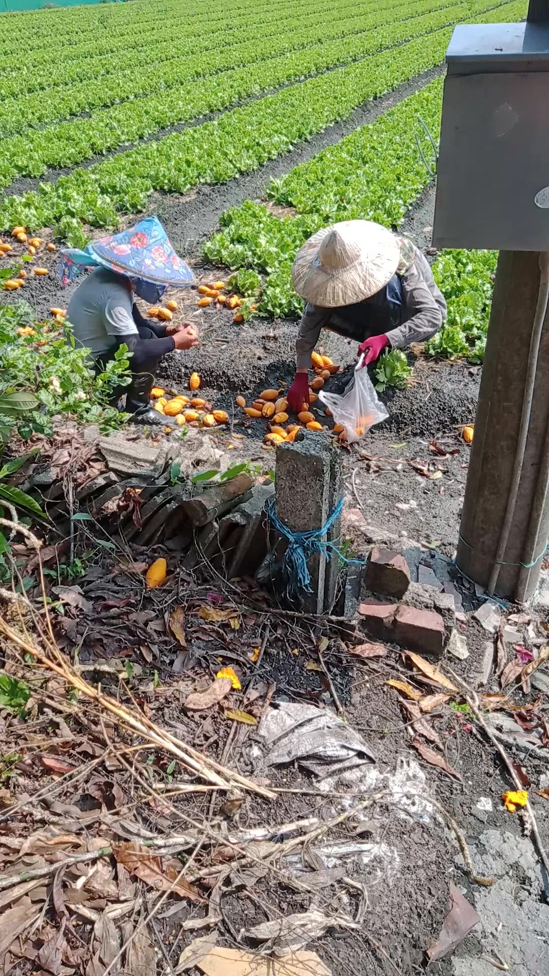 @Mười Tám Vũ