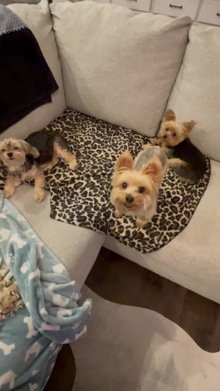 @My_4_Yorkies